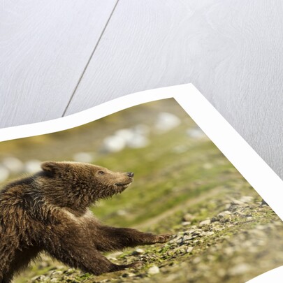 Brown Bear Spring Cubs, Katmai National Park, Alaska by Anonymous