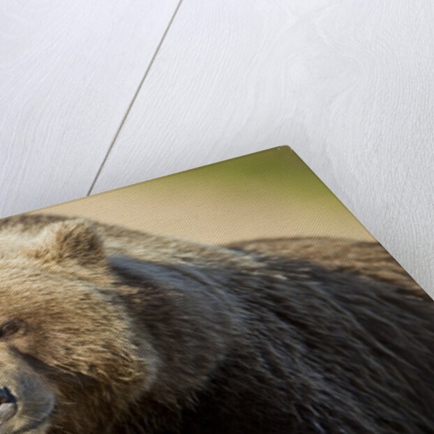 Resting Brown Bear, Katmai National Park, Alaska by Anonymous