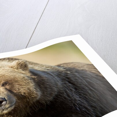 Resting Brown Bear, Katmai National Park, Alaska by Anonymous