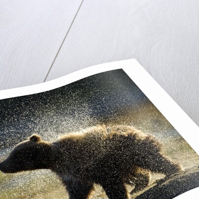 Brown Bear Spring Cub, Katmai National Park, Alaska by Anonymous