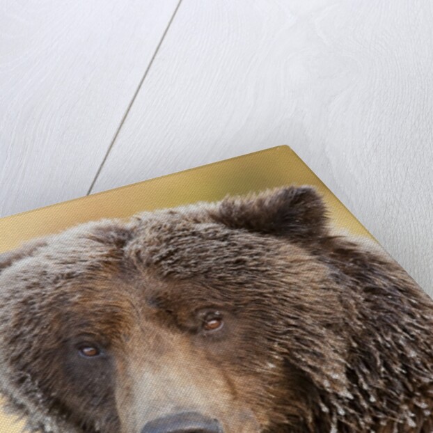 Ice-covered Brown Bear, Katmai National Park, Alaska by Anonymous