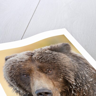 Ice-covered Brown Bear, Katmai National Park, Alaska by Anonymous