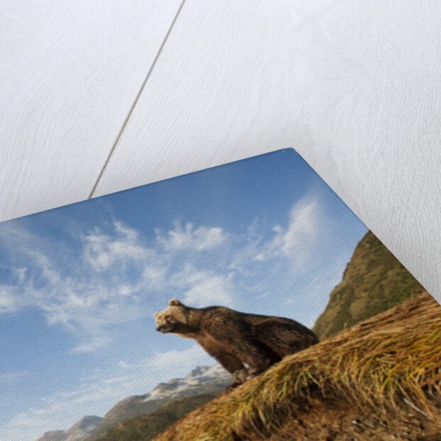 Brown Bear and Mountains, Katmai National Park, Alaska by Anonymous