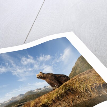 Brown Bear and Mountains, Katmai National Park, Alaska by Anonymous