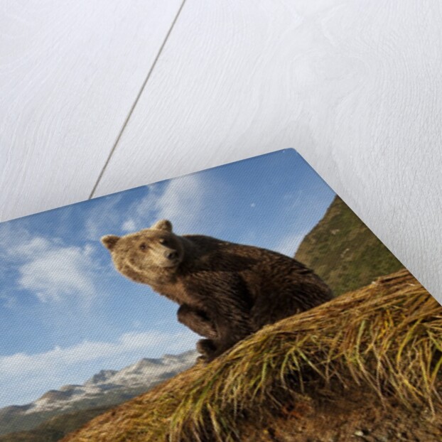 Brown Bear and Mountains, Katmai National Park, Alaska by Anonymous