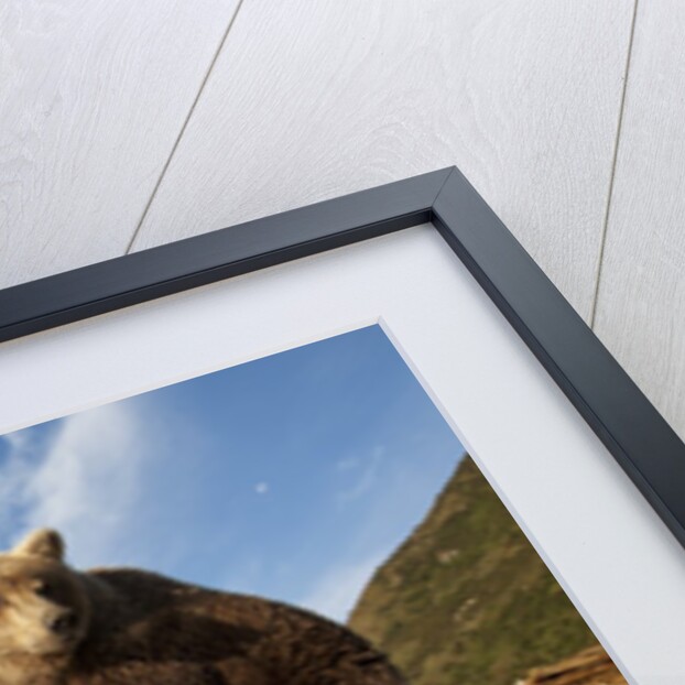 Brown Bear and Mountains, Katmai National Park, Alaska by Anonymous