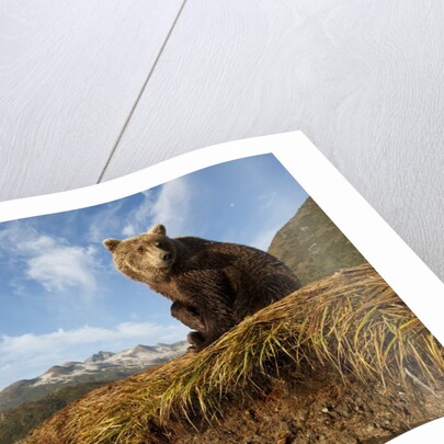 Brown Bear and Mountains, Katmai National Park, Alaska by Anonymous