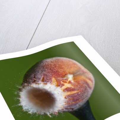 Just Peachy by Anonymous