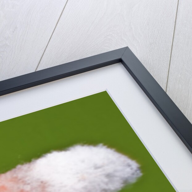 Watermelon Explosion by Anonymous