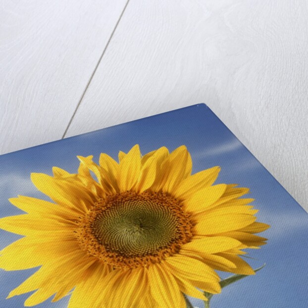 A sunflower against blue sky by Anonymous