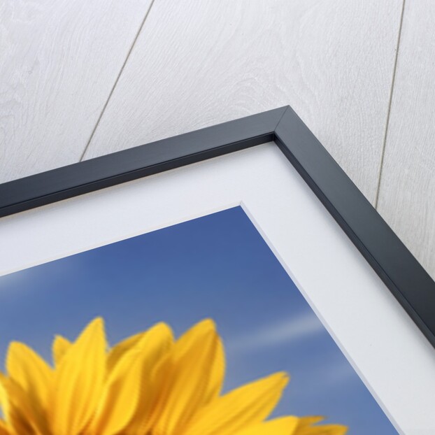 A sunflower against blue sky by Anonymous