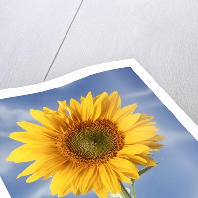 A sunflower against blue sky by Anonymous
