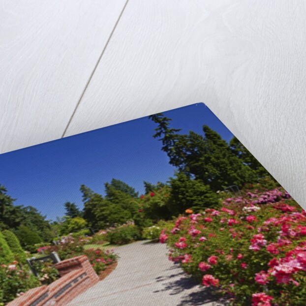 Portland Rose Garden, Oregon by Anonymous