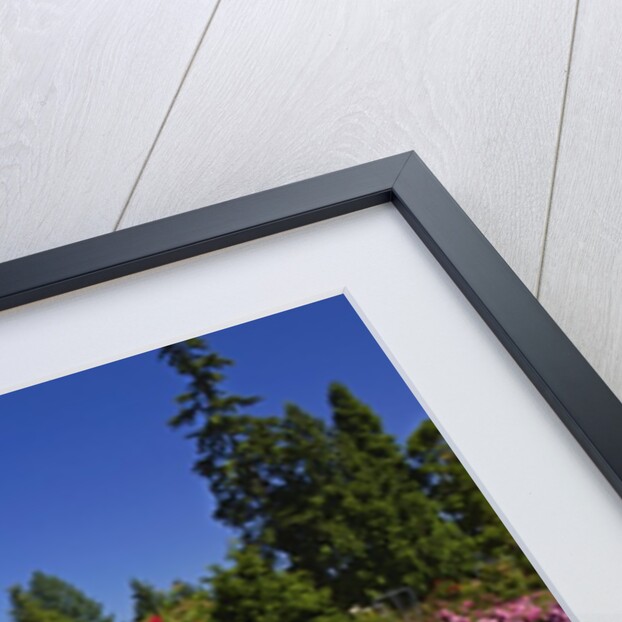 Portland Rose Garden, Oregon by Anonymous