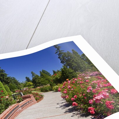 Portland Rose Garden, Oregon by Anonymous