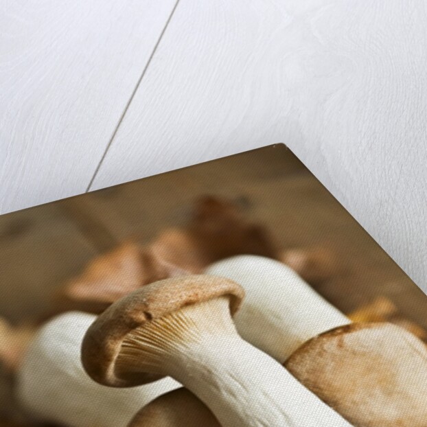 Fresh king oyster mushrooms on autumn leaves by Anonymous