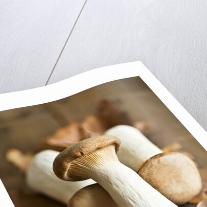 Fresh king oyster mushrooms on autumn leaves by Anonymous