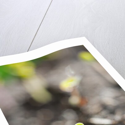 Seedlings emerging in spring by Anonymous