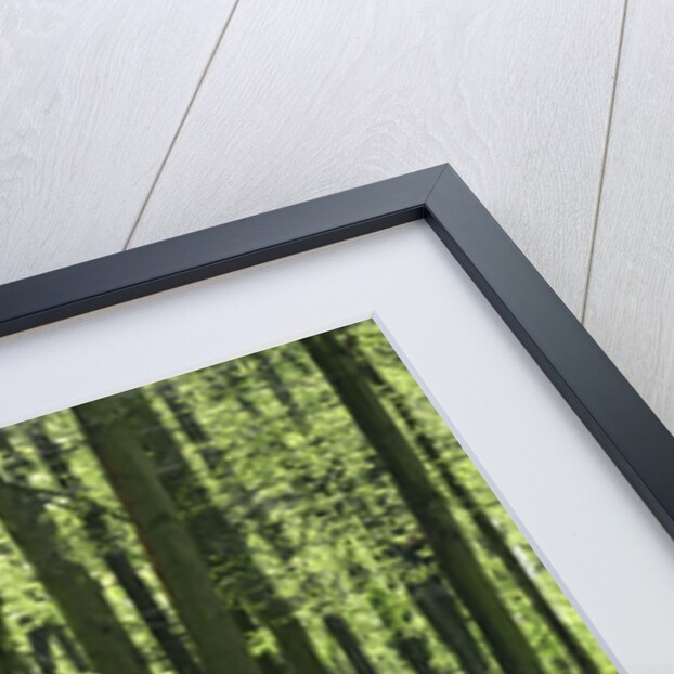 Bluebells at Dockey Wood on the Ashridge Estate by Anonymous