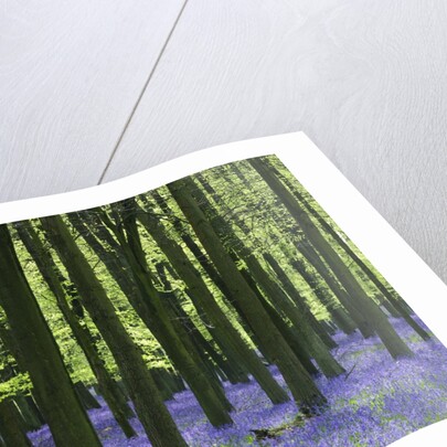 Bluebells at Dockey Wood on the Ashridge Estate by Anonymous