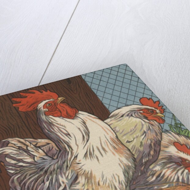 Illustration of four white chickens by Anonymous