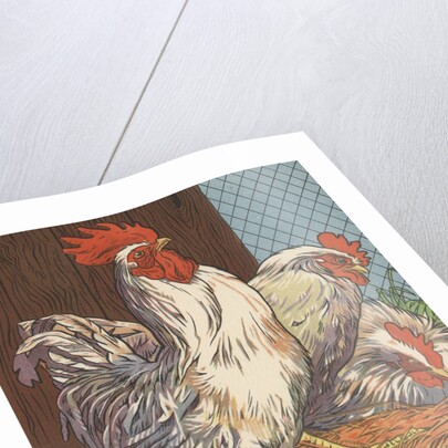 Illustration of four white chickens by Anonymous