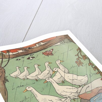 Illustration of white geese in rain by Anonymous
