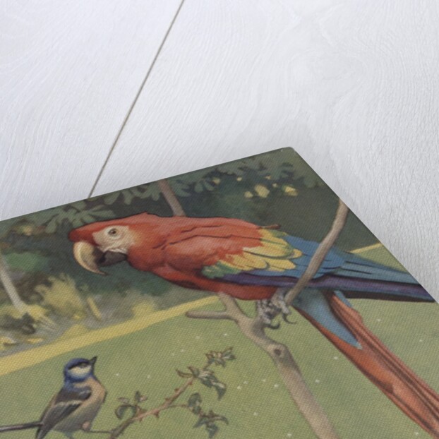 Illustration of macaw and sparrow by Anonymous