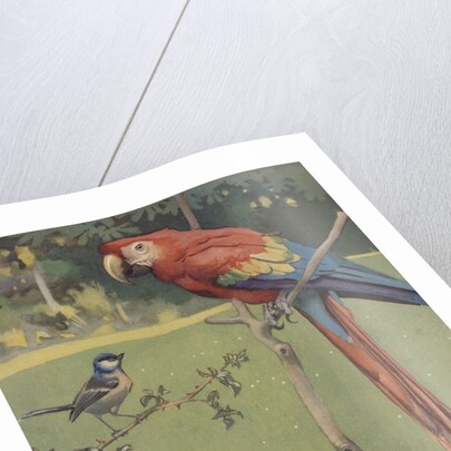 Illustration of macaw and sparrow by Anonymous