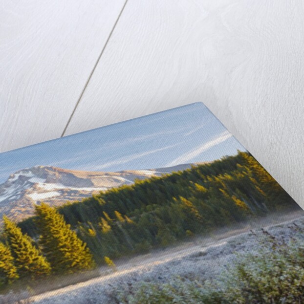 morning frost in meadow, Mt. Hood, Oregon. by Anonymous