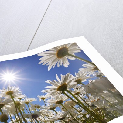 sun thru flowers, Willamette Valley, Oregon. by Anonymous