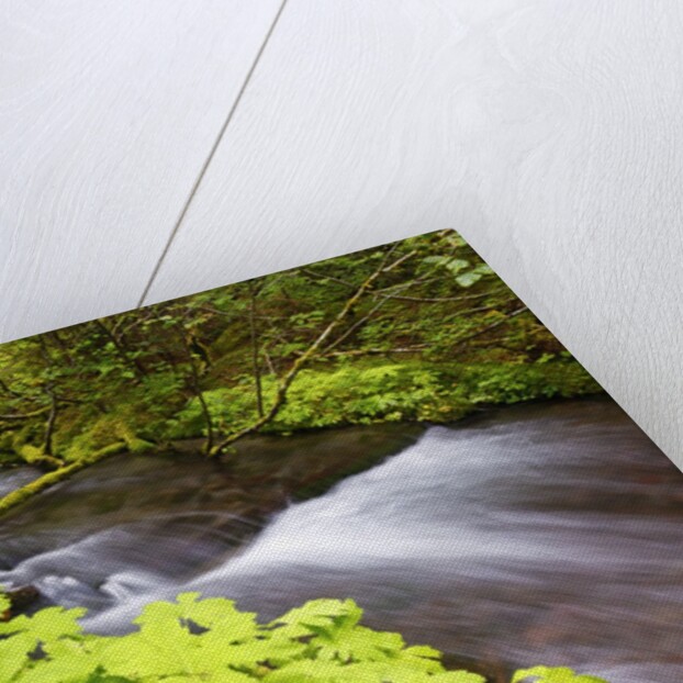 still creek, Mt. Hood National Forest. Oregon Cascade Mountains. by Anonymous