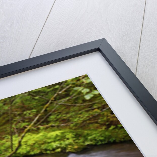 still creek, Mt. Hood National Forest. Oregon Cascade Mountains. by Anonymous