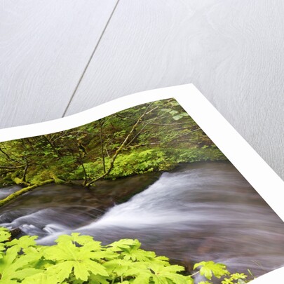 still creek, Mt. Hood National Forest. Oregon Cascade Mountains. by Anonymous