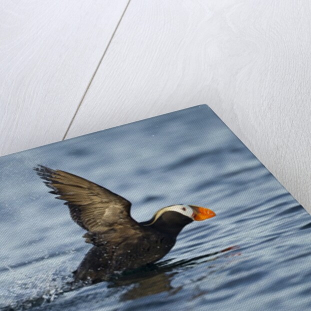 Puffin, Kodiak Island, Alaska by Anonymous