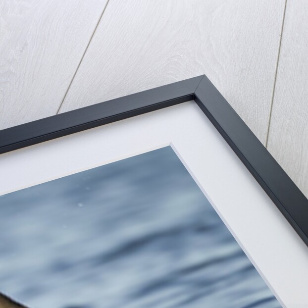 Puffin, Kodiak Island, Alaska by Anonymous