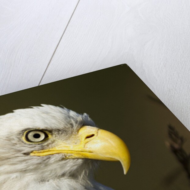 Bald Eagle, Alaska by Anonymous
