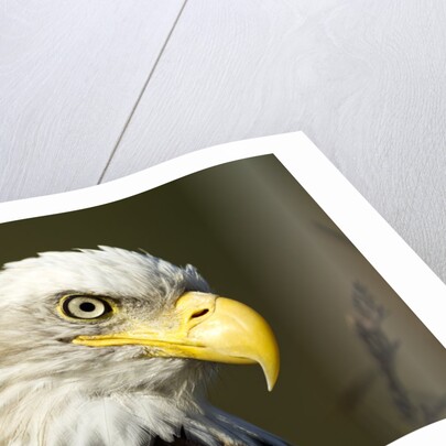 Bald Eagle, Alaska by Anonymous