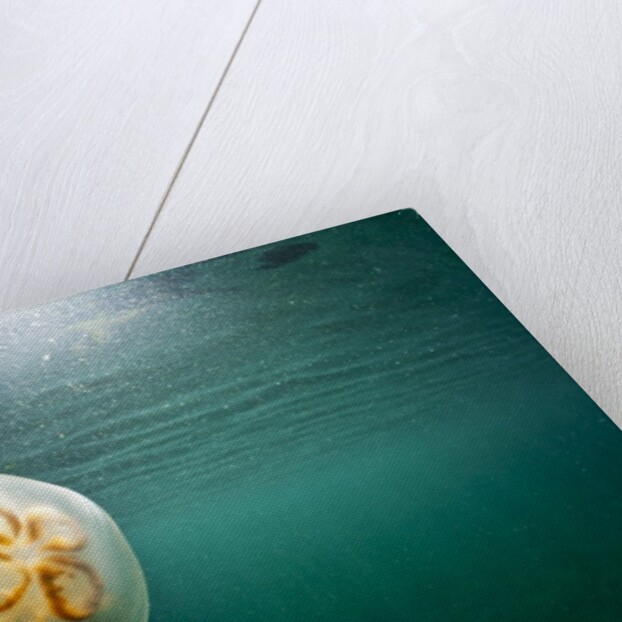 Moon Jellyfish, Alaska by Anonymous