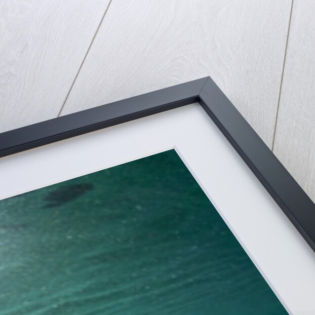 Moon Jellyfish, Alaska by Anonymous