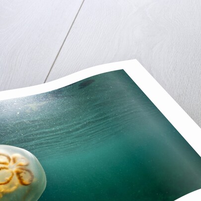 Moon Jellyfish, Alaska by Anonymous