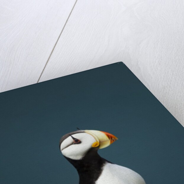 Puffin, Katmai National Park, Alaska by Anonymous