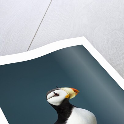 Puffin, Katmai National Park, Alaska by Anonymous