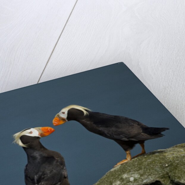 Puffin, Katmai National Park, Alaska by Anonymous