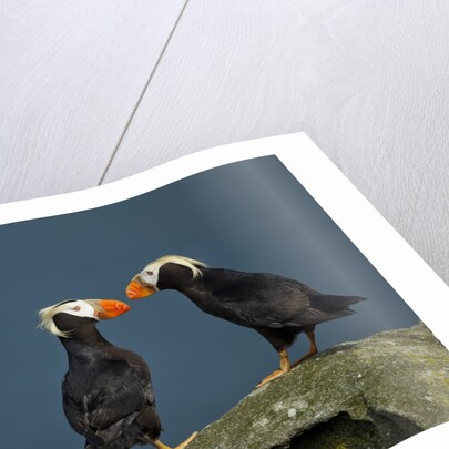 Puffin, Katmai National Park, Alaska by Anonymous