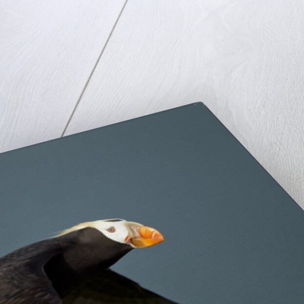 Tufted Puffin, Katmai National Park, Alaska by Anonymous
