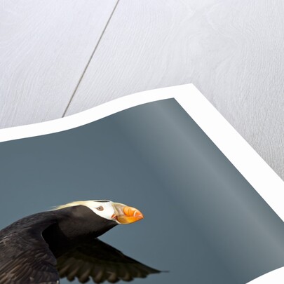 Tufted Puffin, Katmai National Park, Alaska by Anonymous