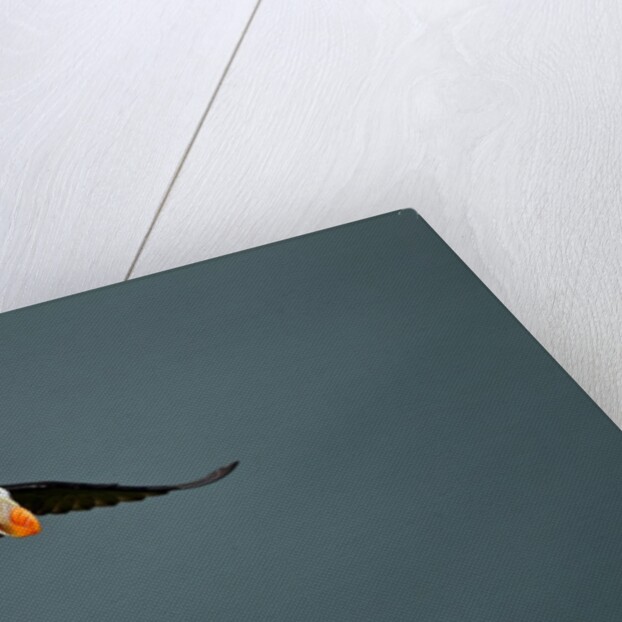 Tufted Puffin, Katmai National Park, Alaska by Anonymous