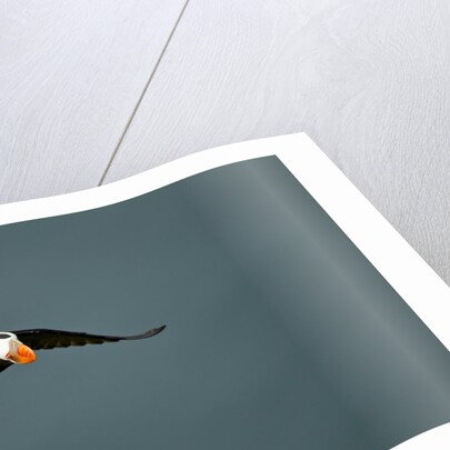 Tufted Puffin, Katmai National Park, Alaska by Anonymous