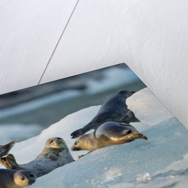 Harbor Seals on Iceberg, Alaska by Anonymous